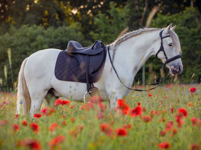 vegansk anatomisk trense og sadel barefoot-danmark vegitex