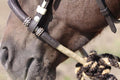 Barefoot Bosal