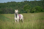 Limited Edition -Barefoot Pony Ride-on-pad