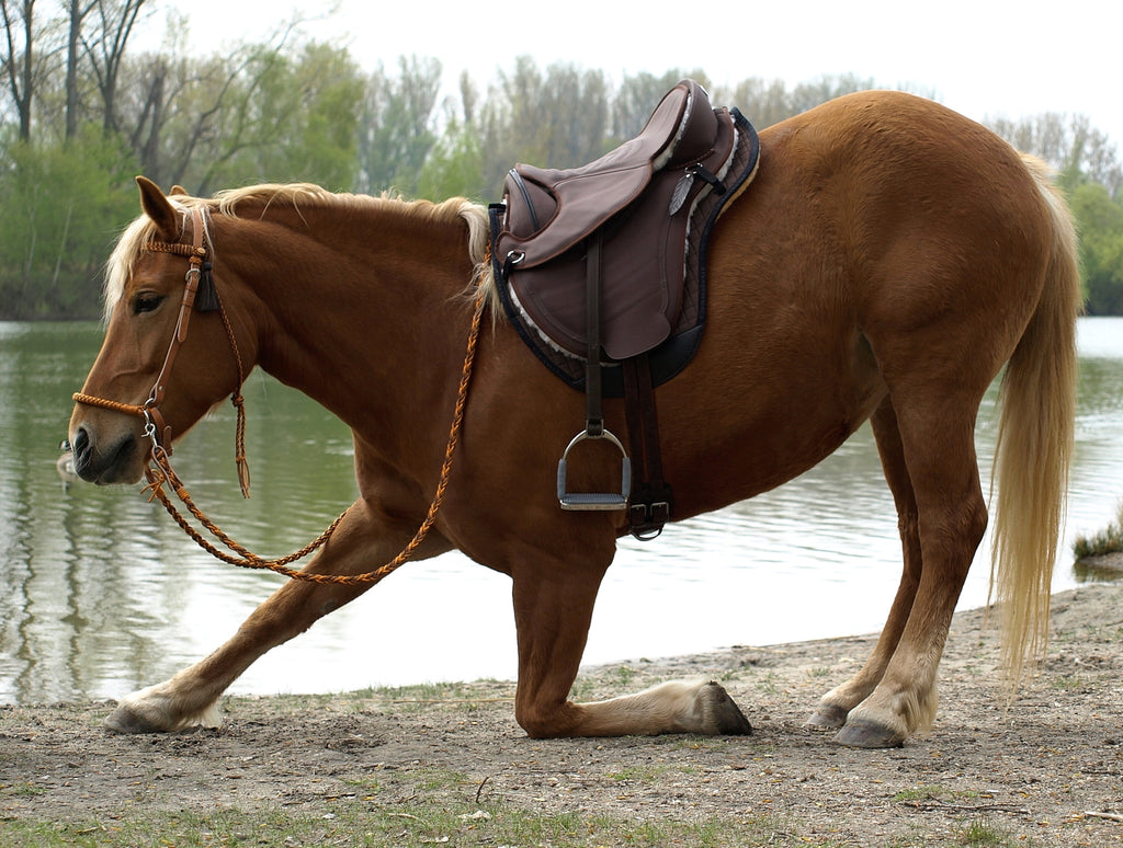 Barefoot Cheyenne Dry tex