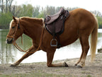 Barefoot Cheyenne Dry tex
